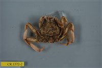 藏品(四齒關公蟹)的圖片